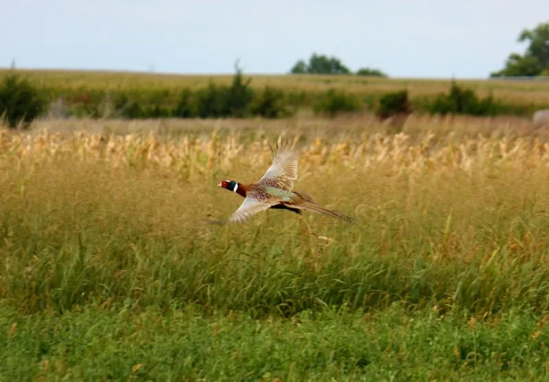 Thunderstik’s Spring Break with Recoil