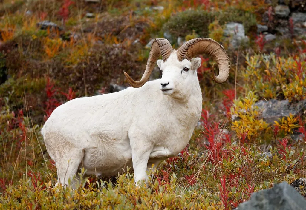 Western Alaska Range Dall Sheep Hunt