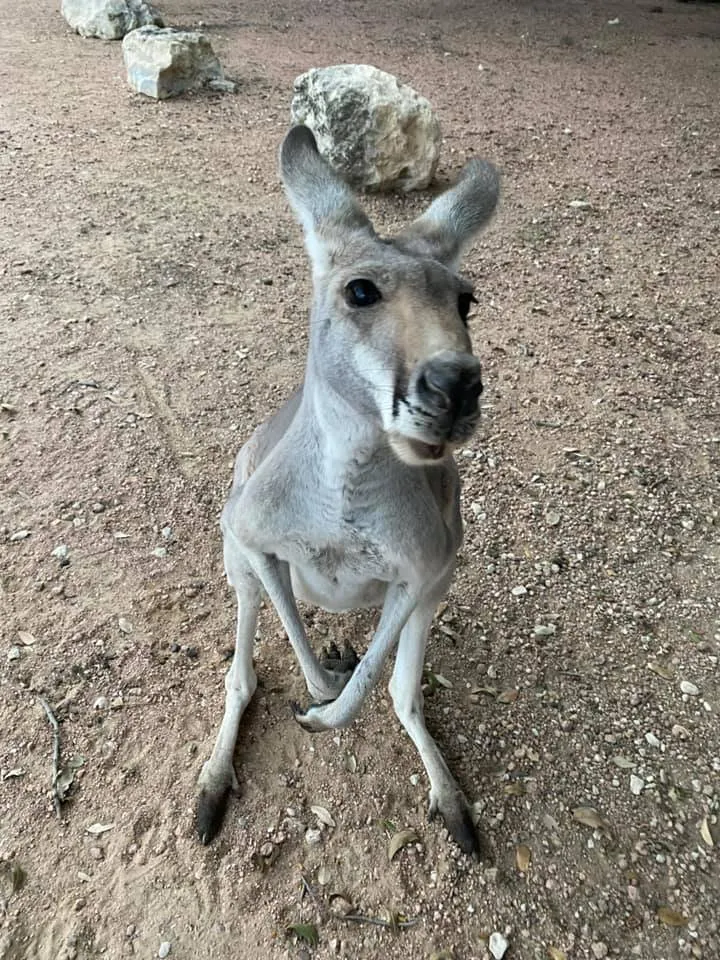 Texas safari experience