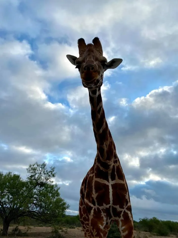 Texas safari vacation