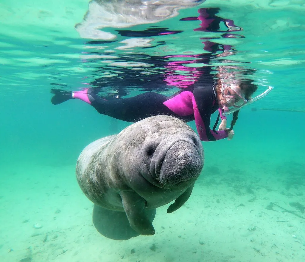 Swim with Manatees Adventure