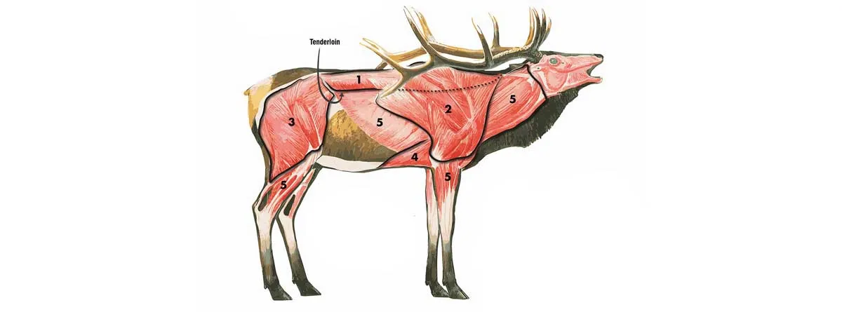 elk breakdown