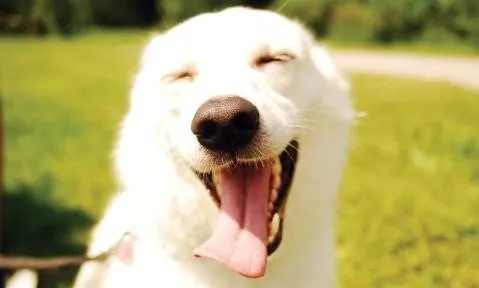 Raw Dog Food Diet from RAW WILD