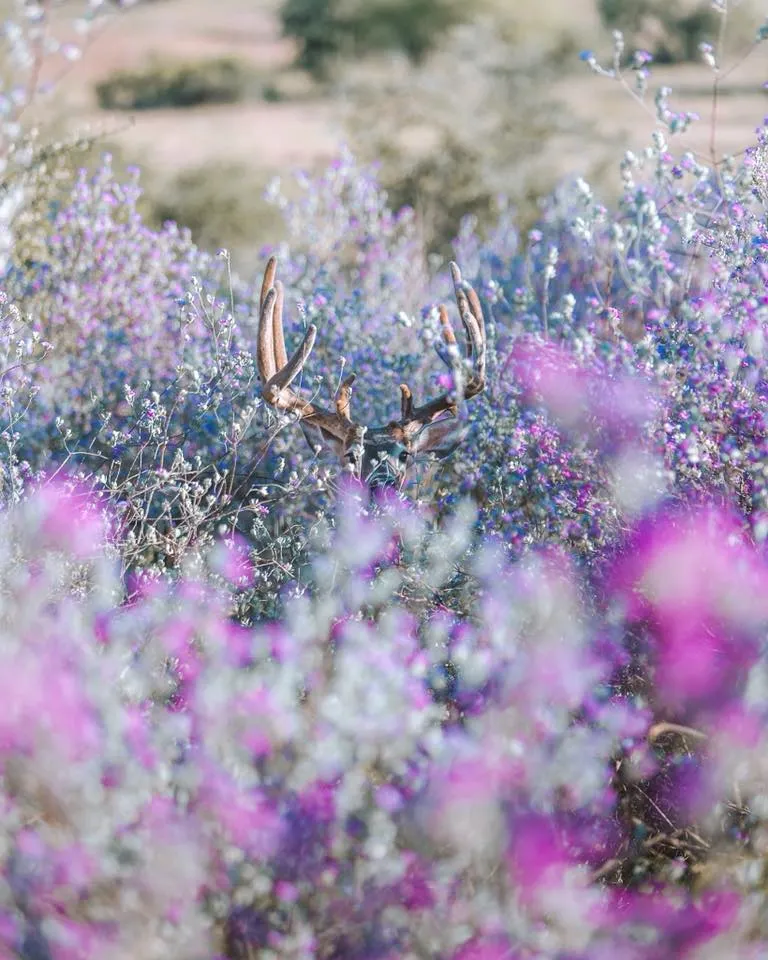 Texas hill country wild game ranch garden
