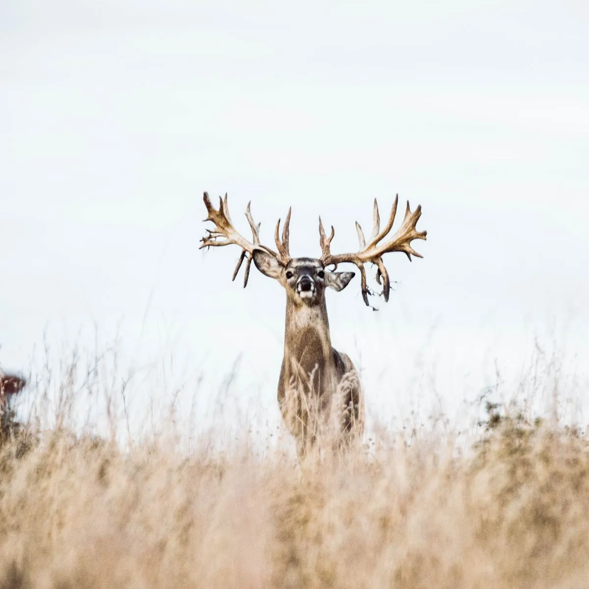 White Tail Ranch in West Texas