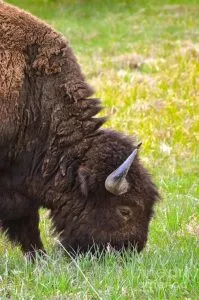 Bison grazing in grass