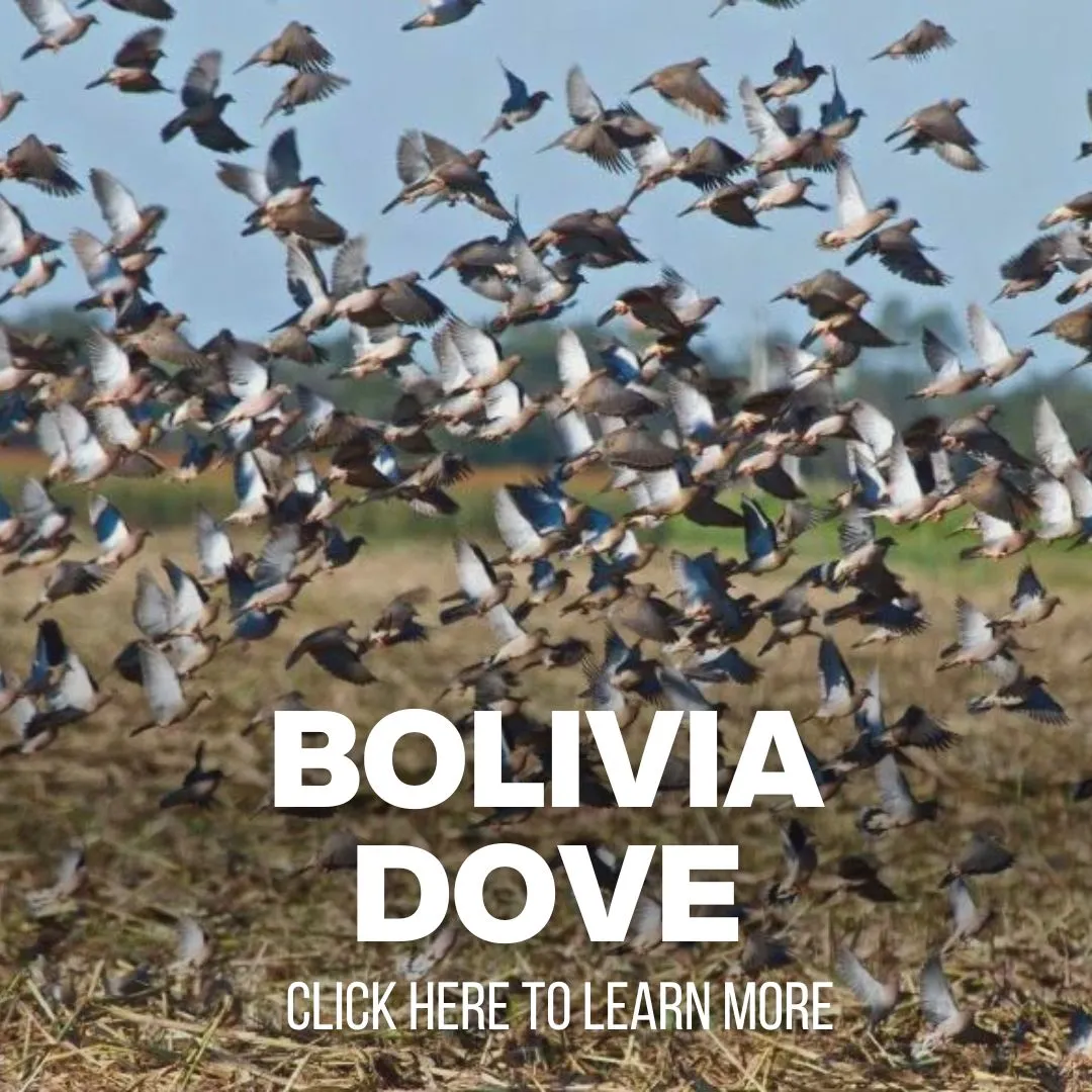 Bolivia Dove