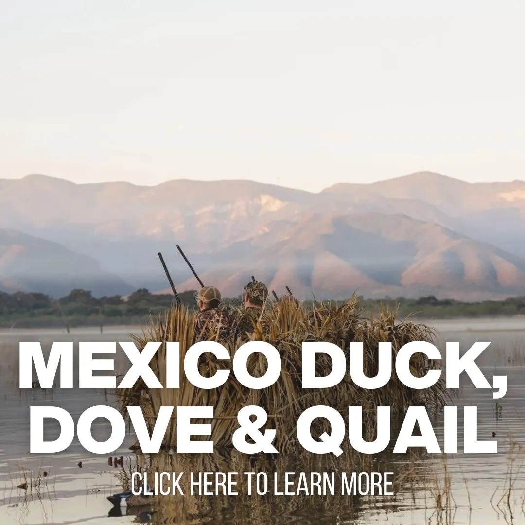 Mexico Duck, Dove & Quail