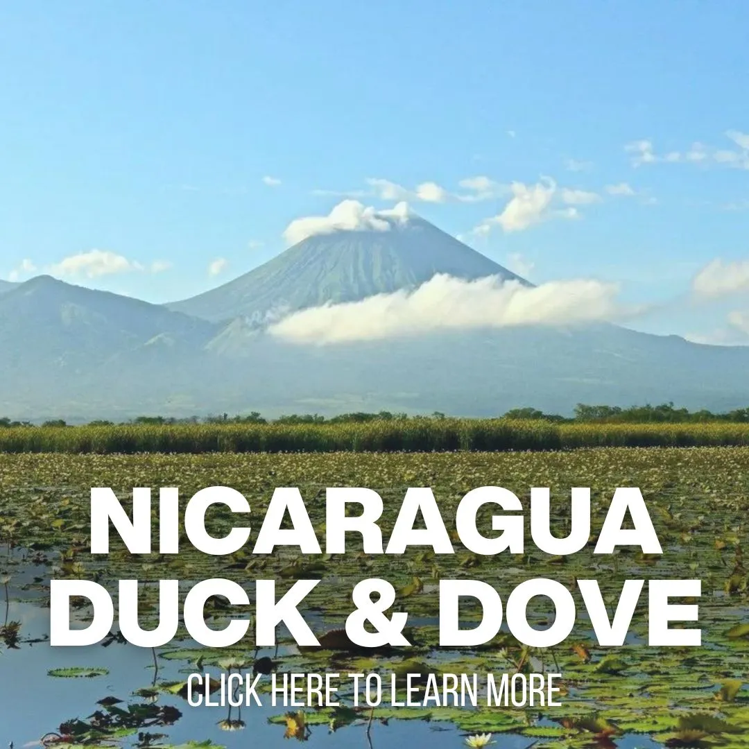 Nicaragua Duck & Dove