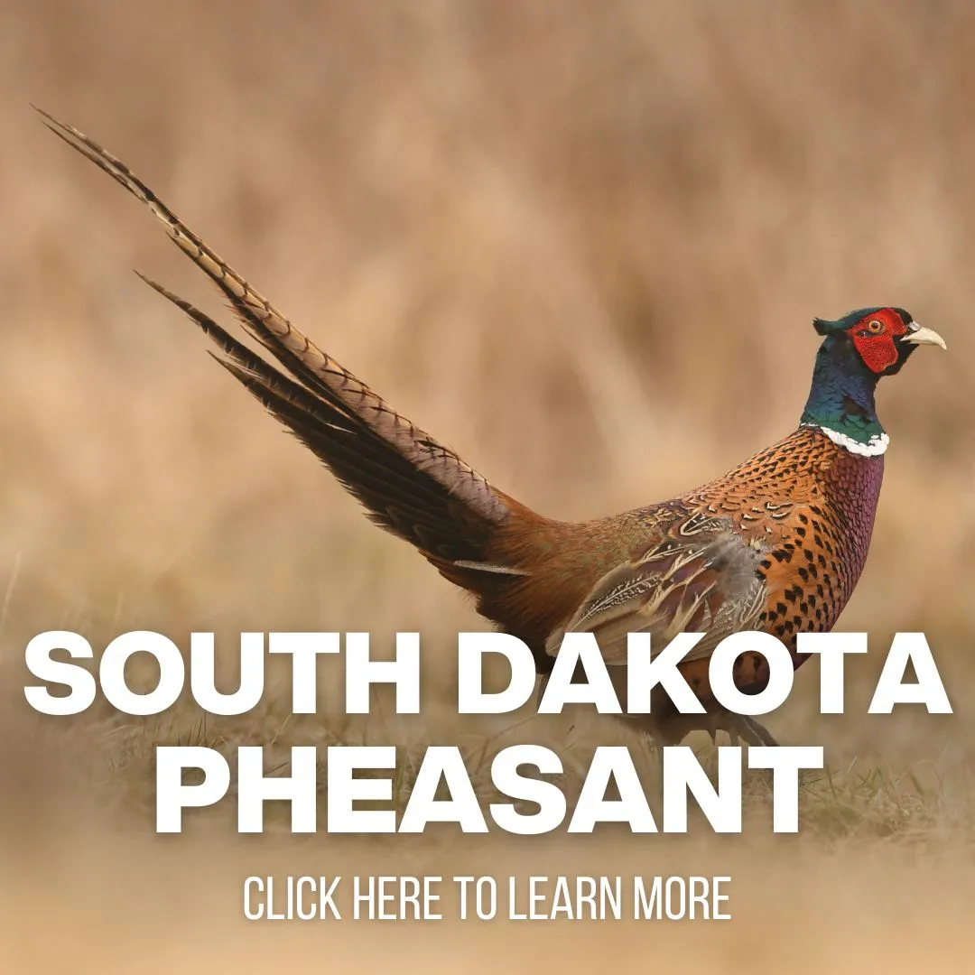 South Dakota Pheasant