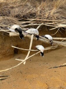 Chesapeake Bay Duck Hunting