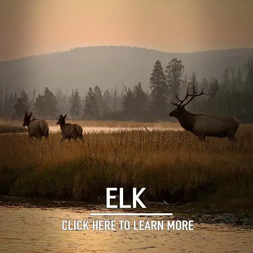 Elk Hunting