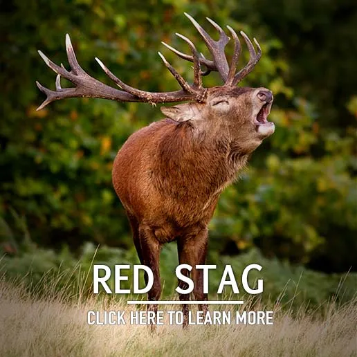 Red Stag Hunting