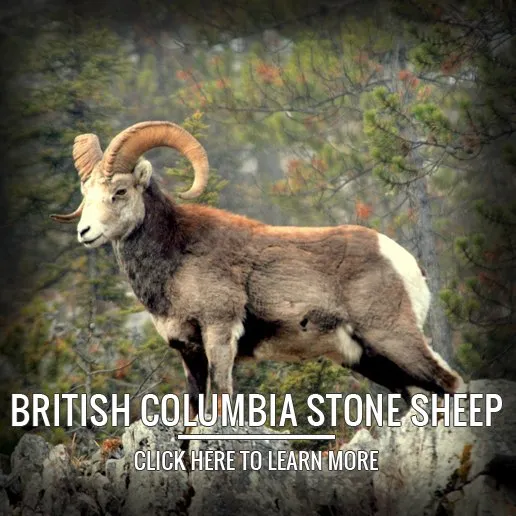 British Columbia Stone Sheep Hunting