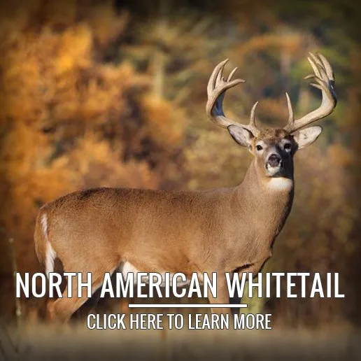 Red Stag Hunting