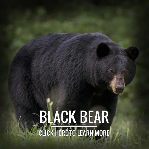 Black Bear Hunting