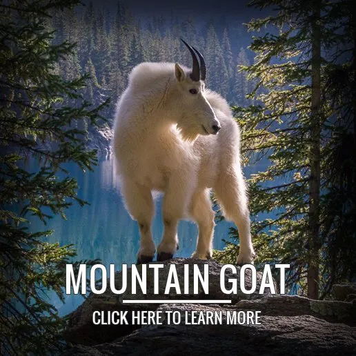 mountain goat hunting
