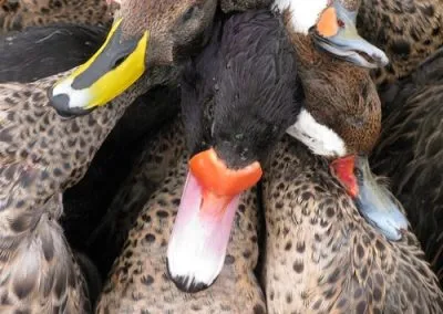 Duck Hunting Argentin