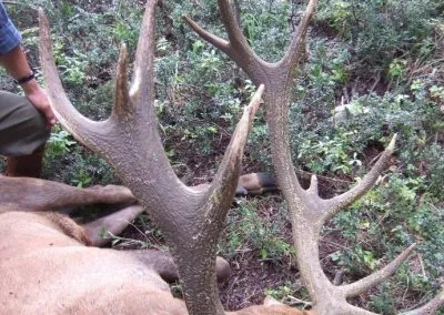 big game hunt