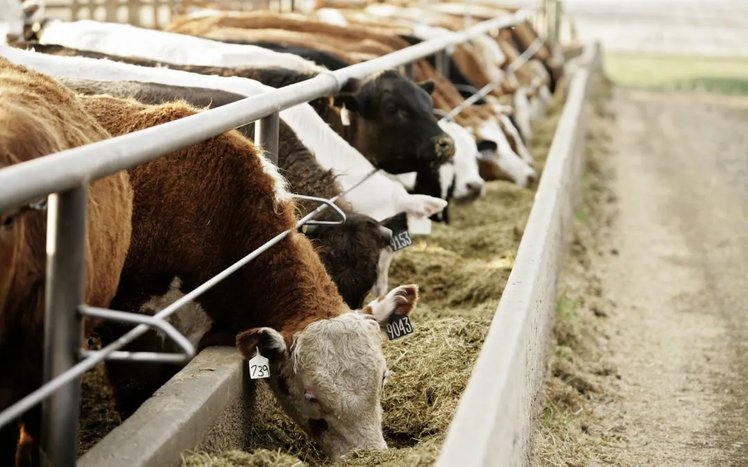 “Beef Up” your Cybersecurity and Make a Better Food Plan