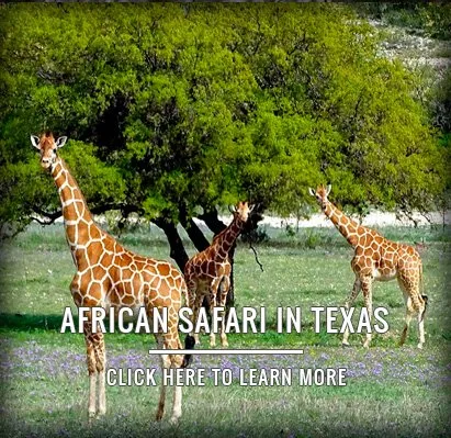 AFRICAN SAFARI IN TEXAS<br />
