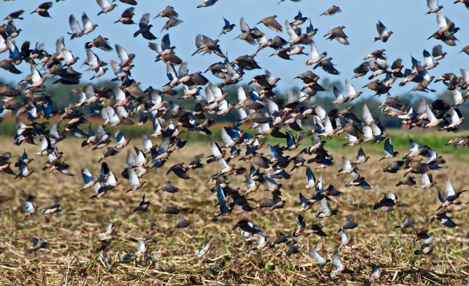 Bolivia cast and blast