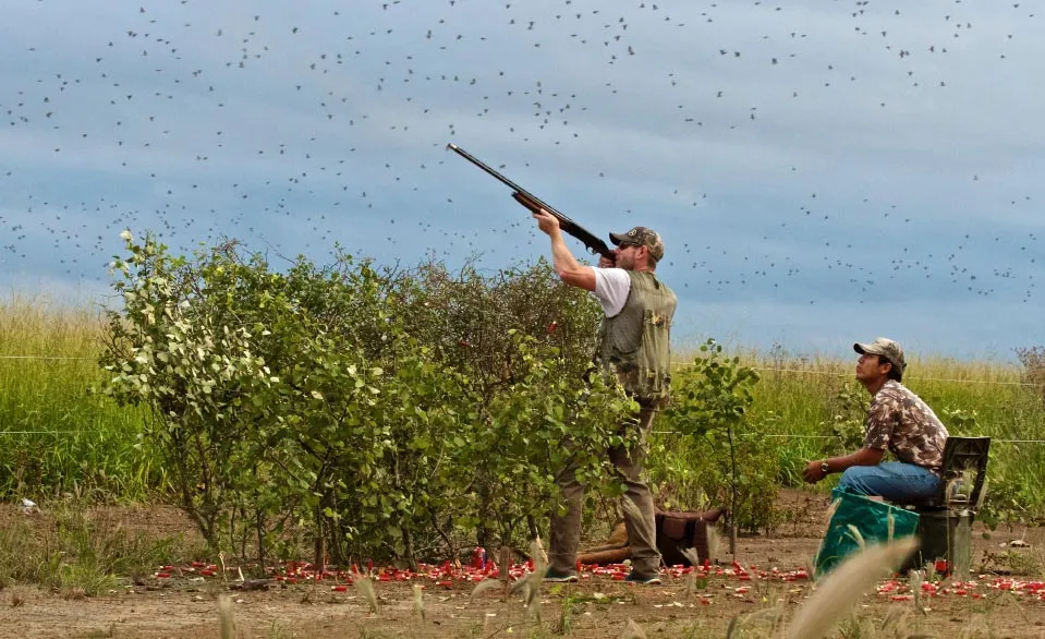 bolivia dove hunting