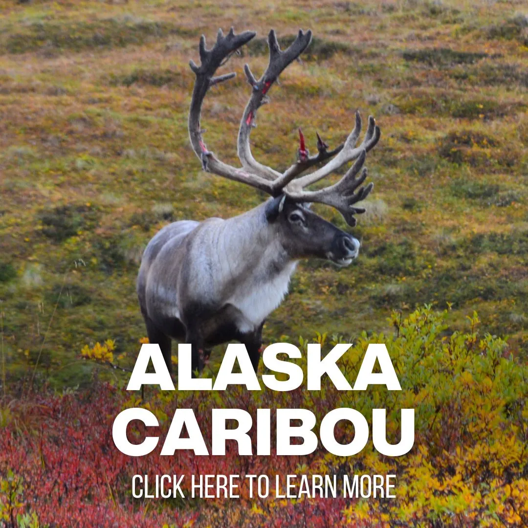 xr:d:DAF8ydIYrFQ:87,j:3997369109073444747,t:24041014 Caribou Hunting