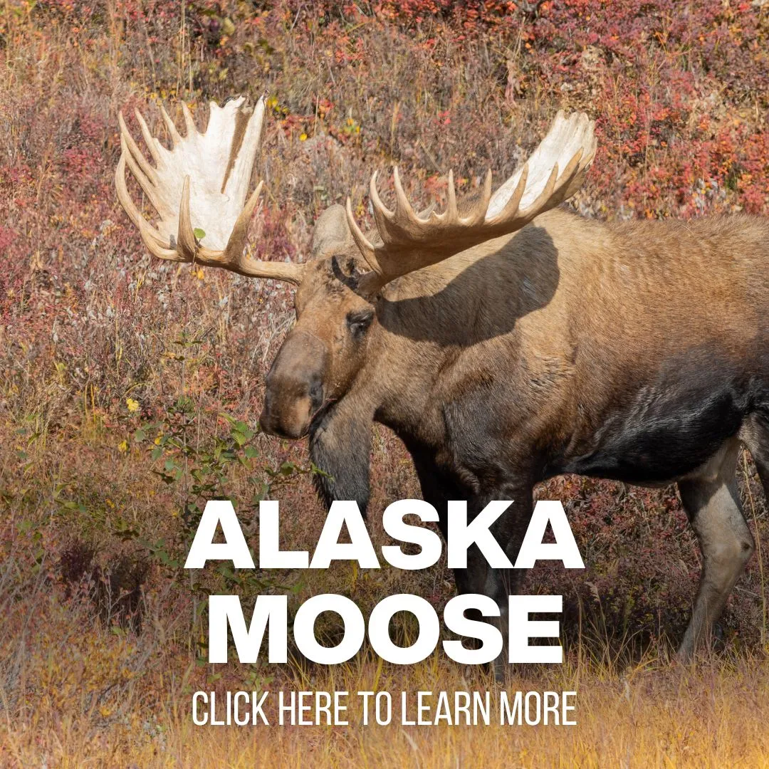 xr:d:DAF8ydIYrFQ:87,j:3997369109073444747,t:24041014 Red Stag Hunting