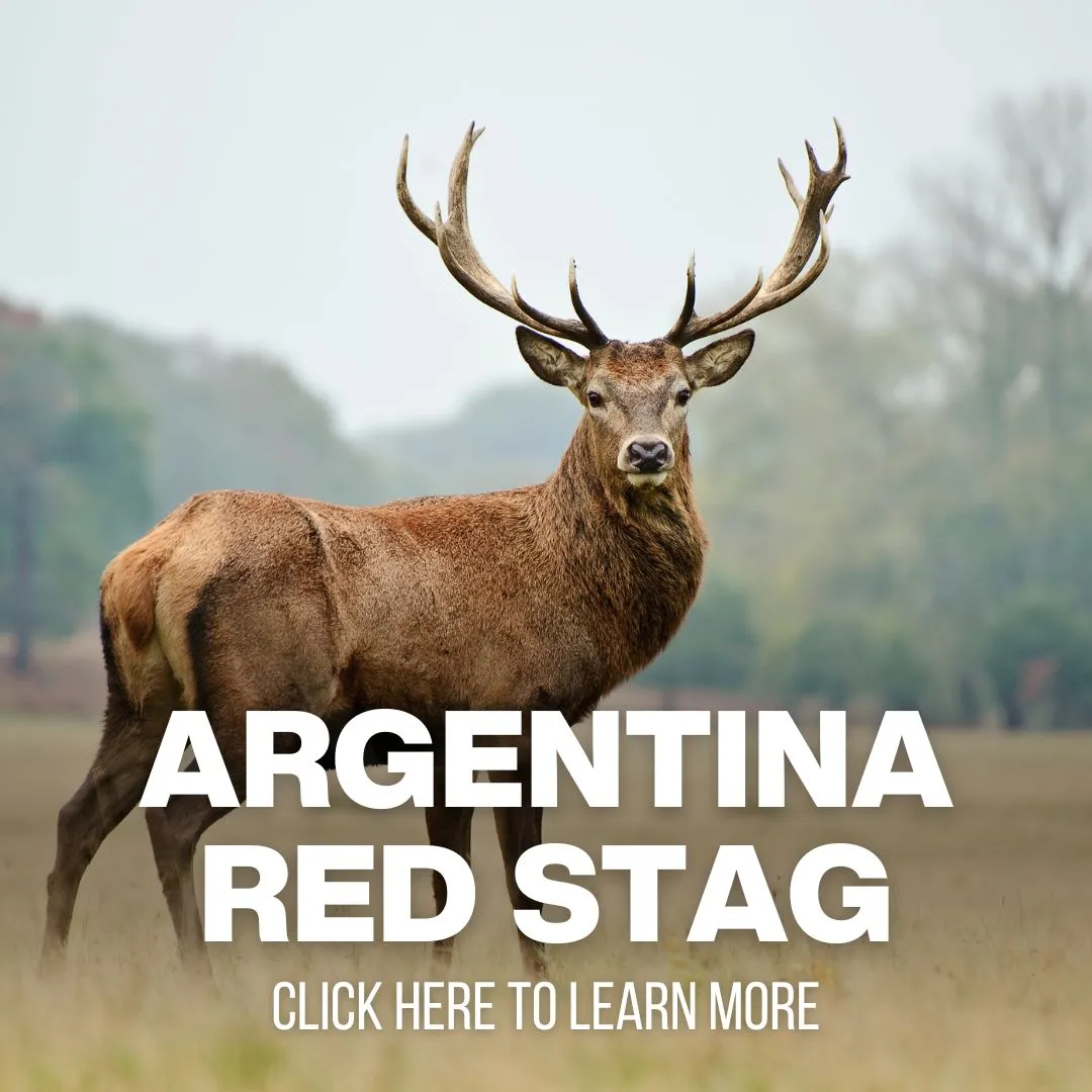 xr:d:DAF8ydIYrFQ:87,j:3997369109073444747,t:24041014 Red Stag Hunting