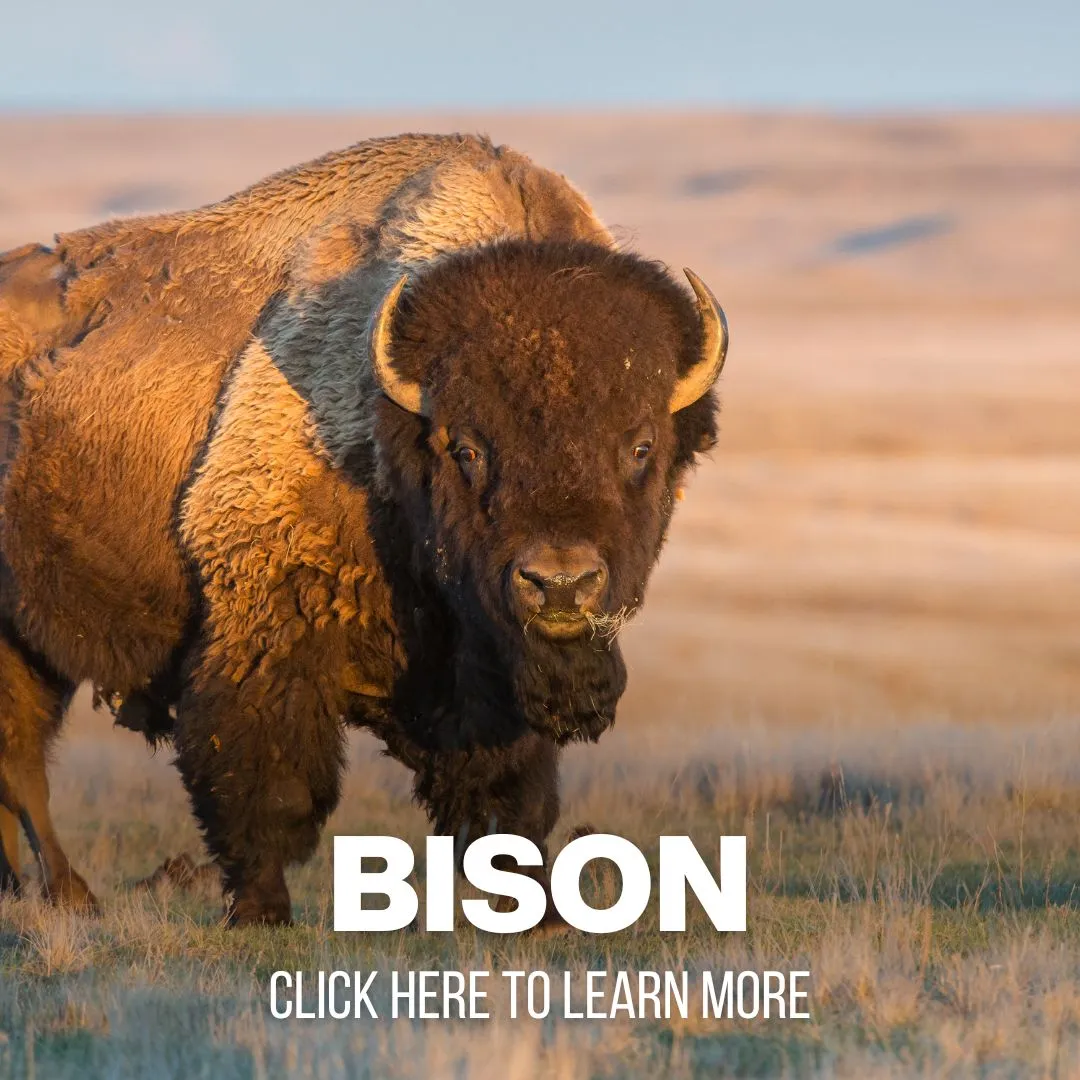 xr:d:DAF8ydIYrFQ:87,j:3997369109073444747,t:24041014 Black Bear Hunting