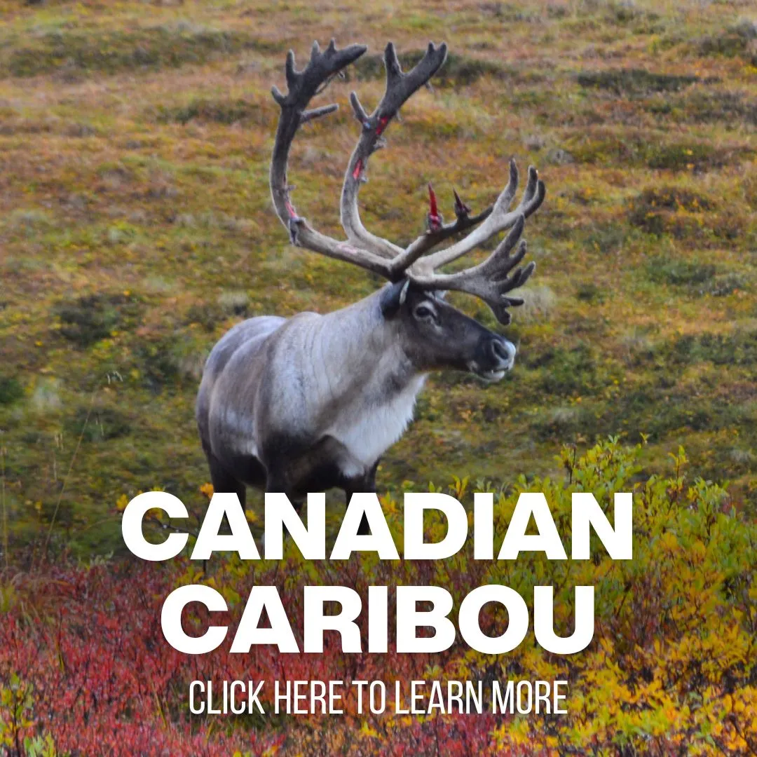 xr:d:DAF8ydIYrFQ:87,j:3997369109073444747,t:24041014 Red Stag Hunting