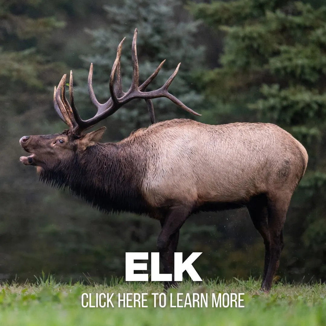 xr:d:DAF8ydIYrFQ:87,j:3997369109073444747,t:24041014 Elk Hunting