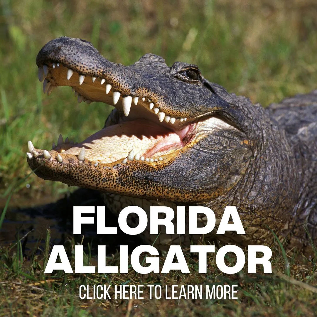 xr:d:DAF8ydIYrFQ:87,j:3997369109073444747,t:24041014 Black Bear Hunting