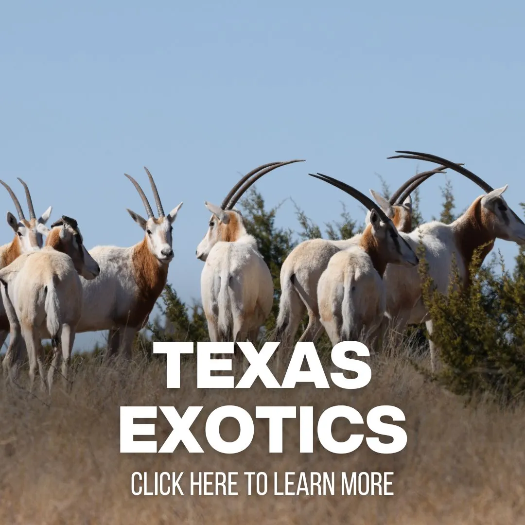 xr:d:DAF8ydIYrFQ:87,j:3997369109073444747,t:24041014 Caribou Hunting