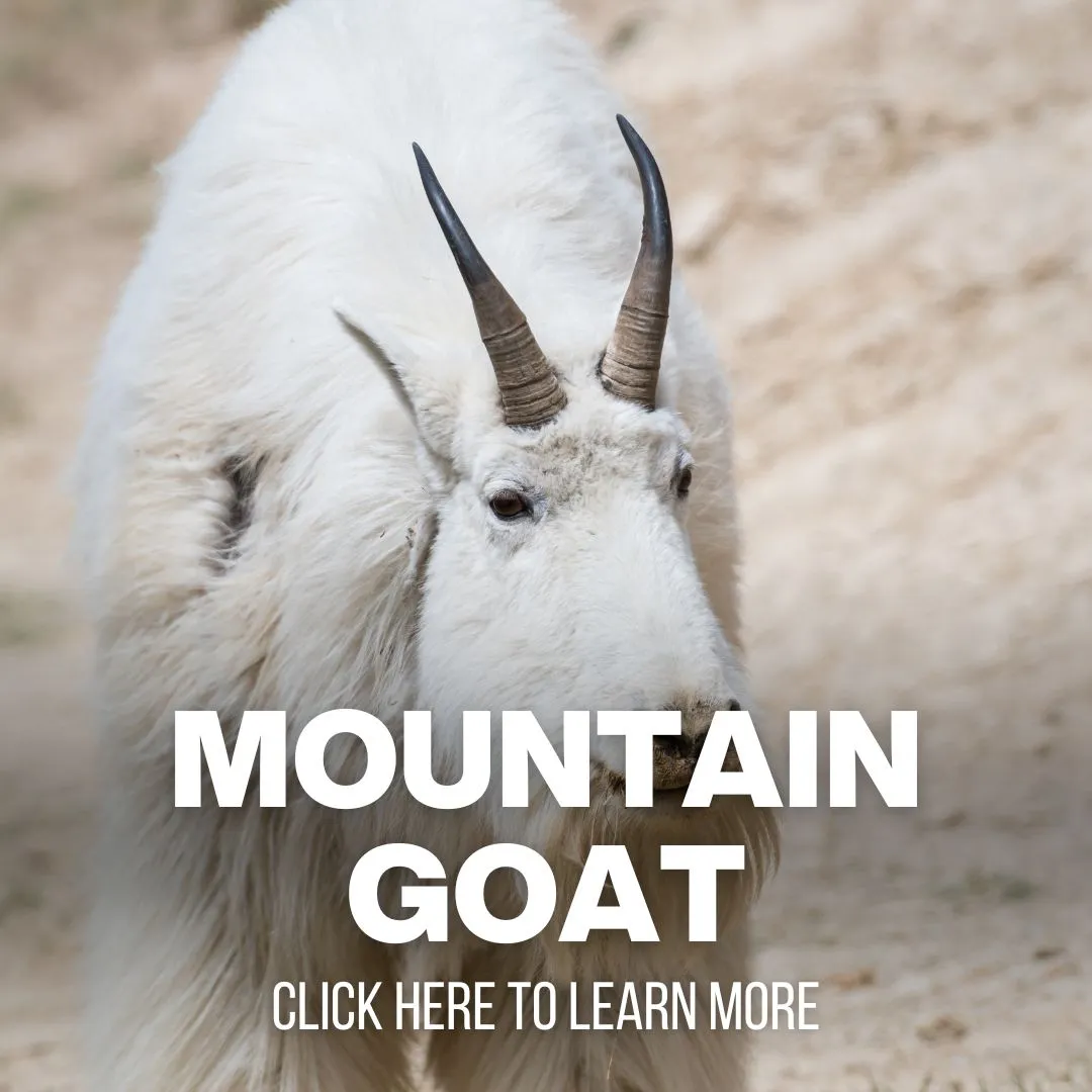 xr:d:DAF8ydIYrFQ:87,j:3997369109073444747,t:24041014 mountain goat hunting